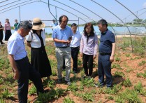 肥东县古城镇：科技强农业兴